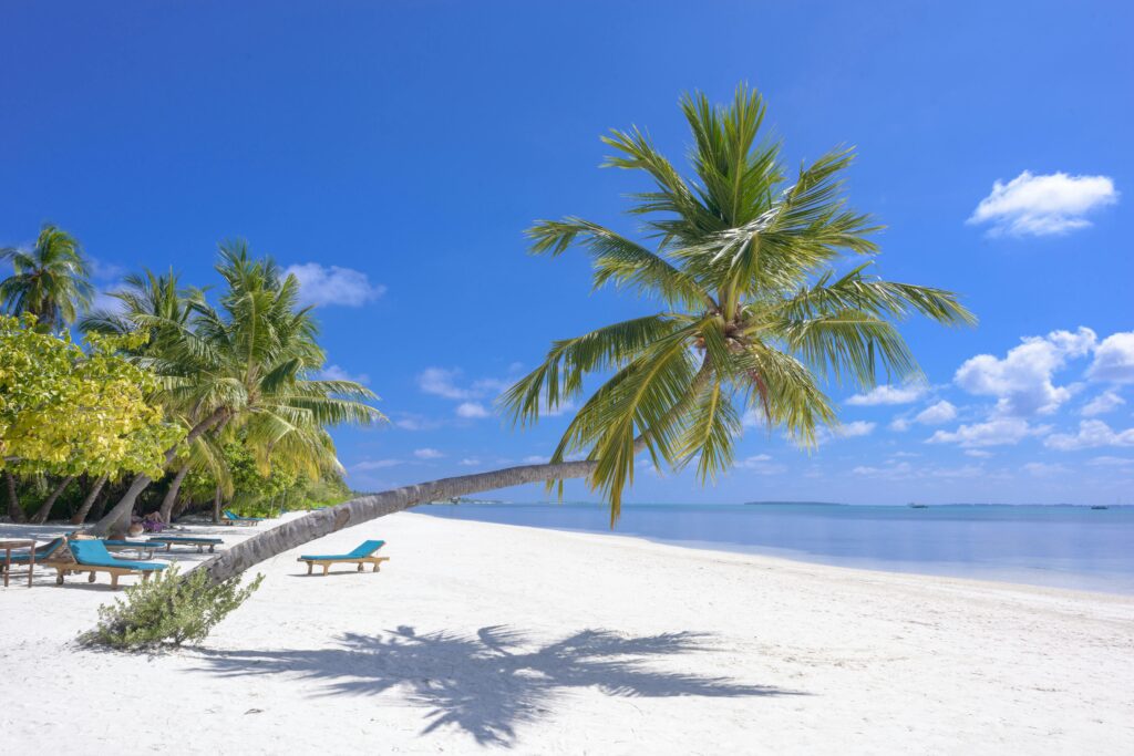 Breathtaking tropical beach scene in the Maldives with palm trees and serene blue waters.